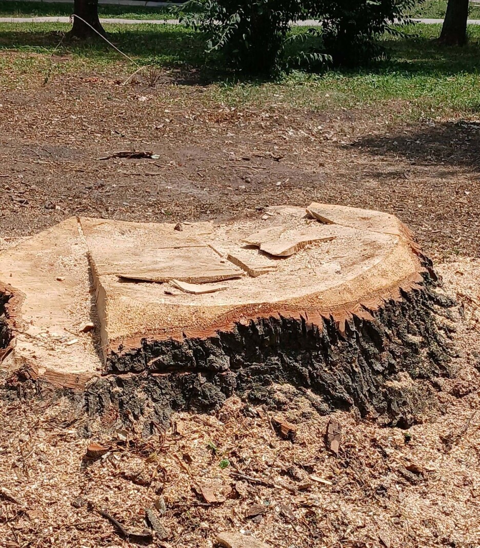Kada je riječ o kriterijima za uklanjanje stabala, odluka se ne donosi na osnovu njihovog vizuelnog izgleda (Foto: Društvene mreže)