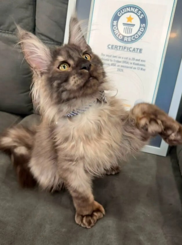 Mače ostaje kod vlasnika (Foto: Facebook/Facebook/BlueNorthern Maine coons)
