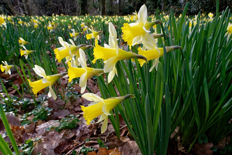 Narcisi (Foto: Shutterstock)