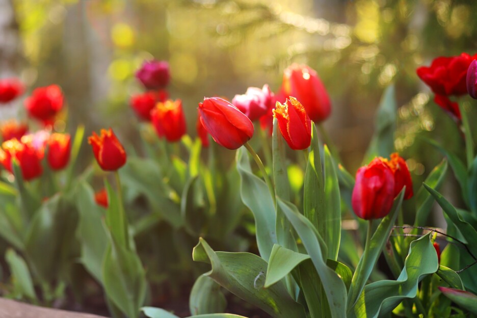Tulipani (Foto: Shutterstock)