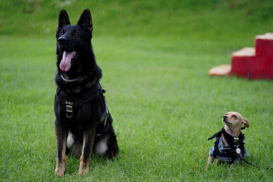 Meksička nacionalna garda ima otprilike 350 životinja, u kojoj dominiraju uglavnom radne pasmine poput belgijskog ovčara (Foto: Reuters)