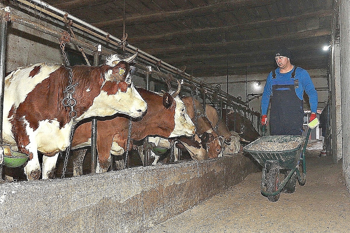 Mljekari u BiH najavljuju blokadu državnih granica i sprečavanje uvoza: "Domaća proizvodnja pred gašenjem"