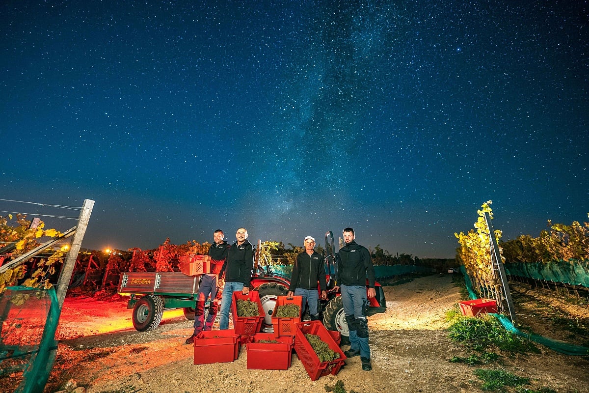 Vinograd na 1.000 metara nadmorske visine: Kod Tomislavgrada ubrano oko 70 tona grožđa