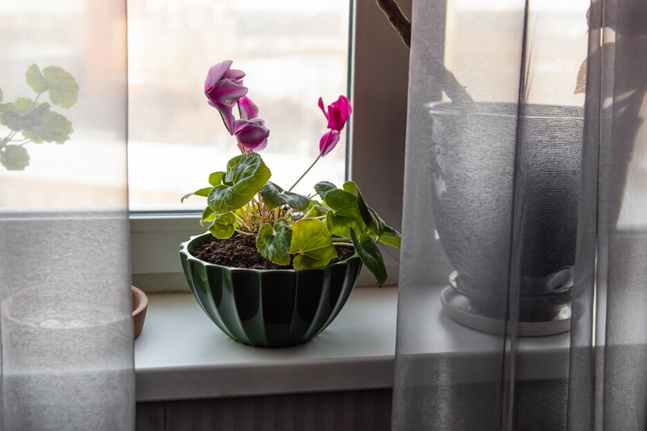 Ciklama može cvjetati sve do aprila (Foto: Shutterstock)