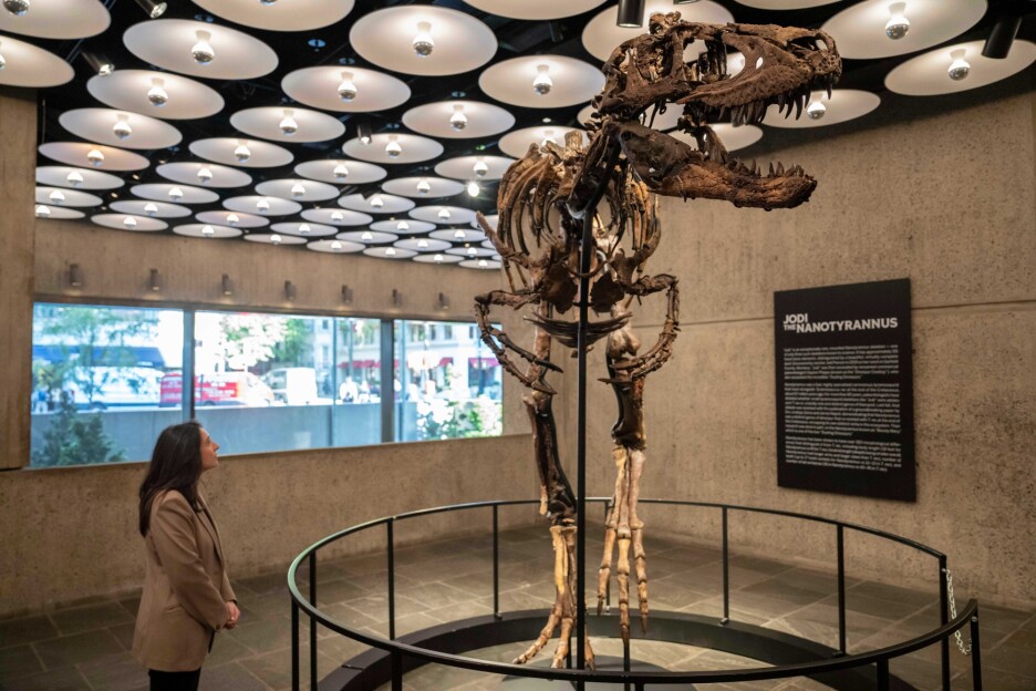 Skelet dinosaurusa Nanotyrannusa (Foto: AP)