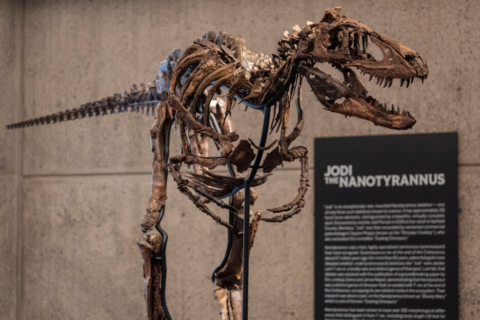 Skelet dinosaurusa Nanotyrannusa (Foto: AP)