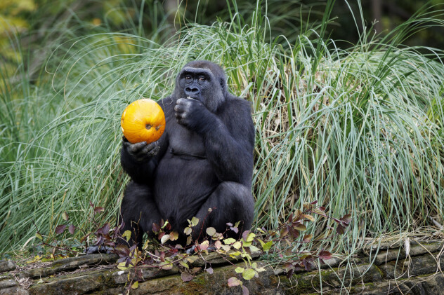 Gorila jede poslasticu za Noć vještica u zoološkom vrtu ZSL London Zoo (Foto: EPA-EFE)