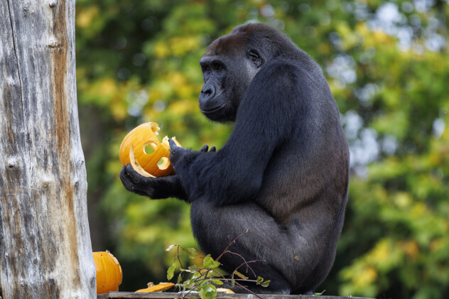 Gorila s bundevom u zoološkom vrtu ZSL London Zoo (Foto: EPA-EFE)