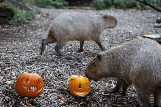 Kapibare i bundeve u zoološkom vrtu ZSL London Zoo (Foto: EPA-EFE)