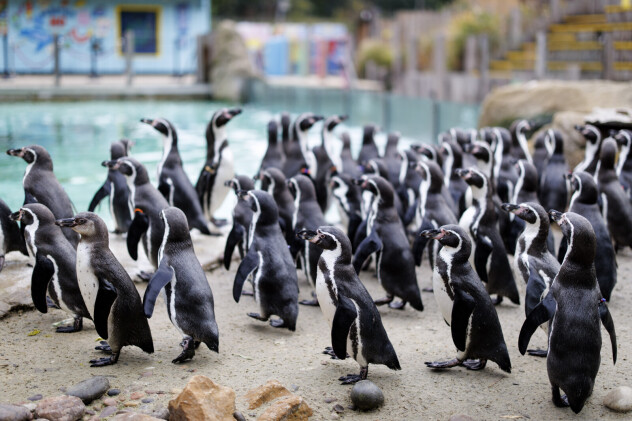 Jato Humboldtovih pingvina uz bazen u zoološkom vrtu ZSL London Zoo (Foto: EPA-EFE)