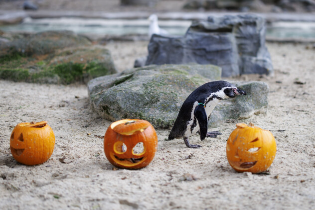 Pingvin istražuje bundeve postavljene po pijesku u zoološkom vrtu ZSL London Zoo (Foto: EPA-EFE)