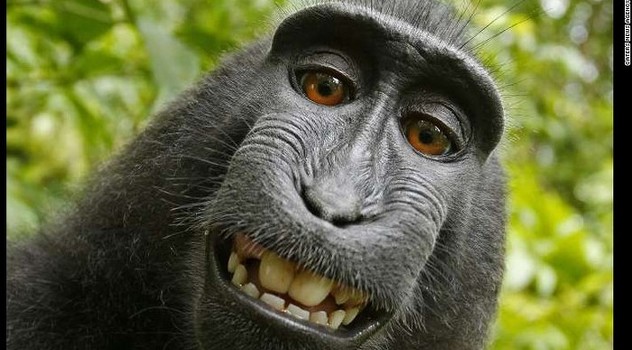 Legendarni "Majmunski selfie"