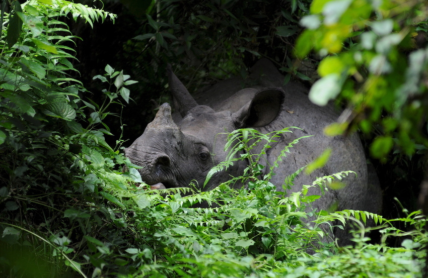 Javanski nosorog (Foto: EPA)