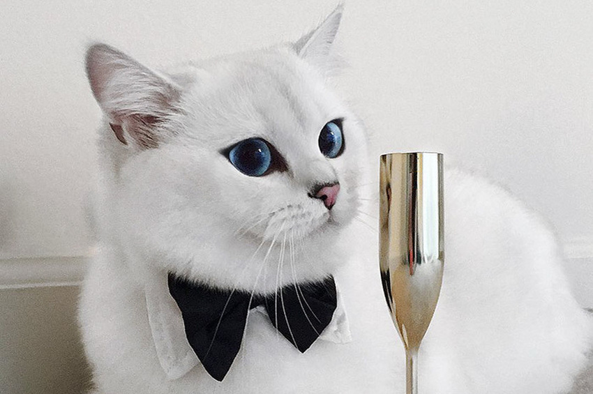 Mačak Coby (Foto: Instagram)