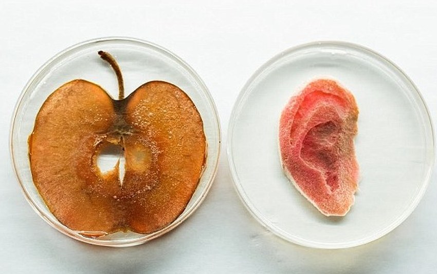 Uho od jabuke i DNK ljudi