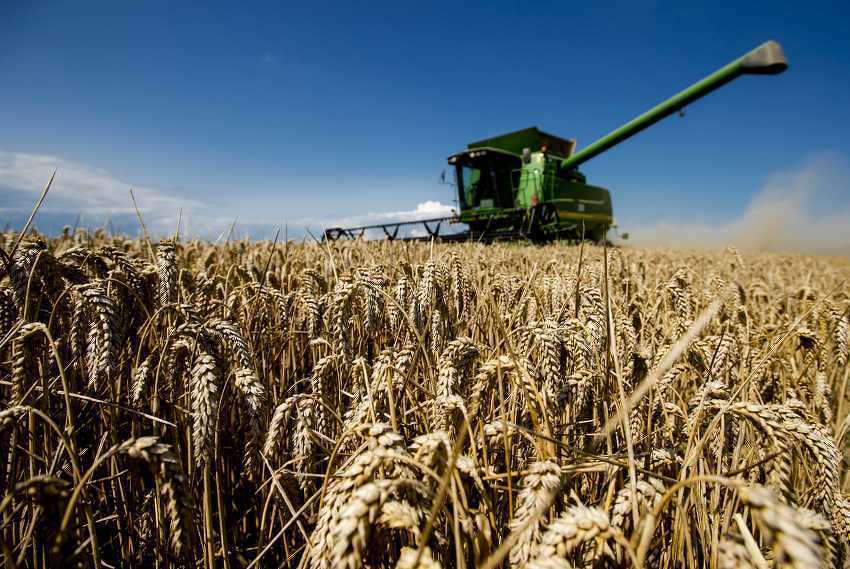 Proizvodnja pšenice u BiH povećana za 43,9 posto, a kukuruza za 50 posto