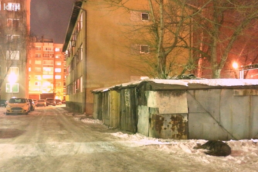 Otrovani psi ostavljeni na ulici (Foto: Elmedin Mehić/Klix.ba)