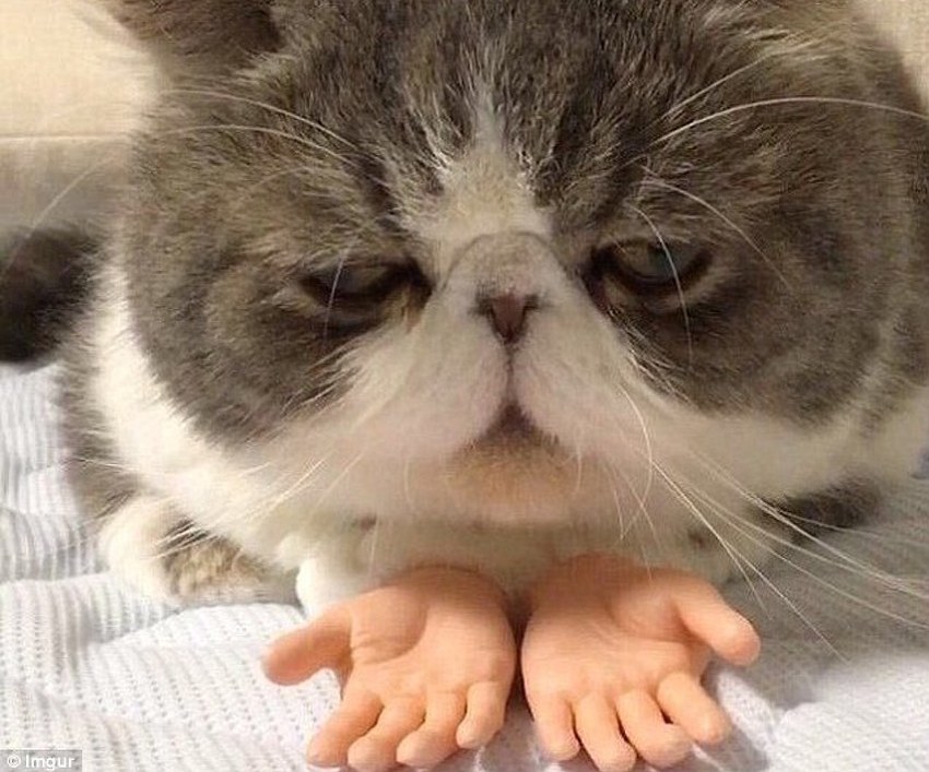 Mačka sa protetskim ljudskim rukama postala internet senzacija