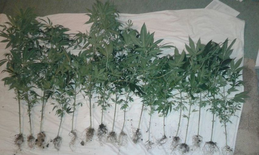 Stabljike "Cannabis sativa" (Foto: MUP KS)