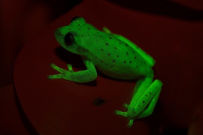 Fluorescentna žaba (Foto: Carlos Taboada)