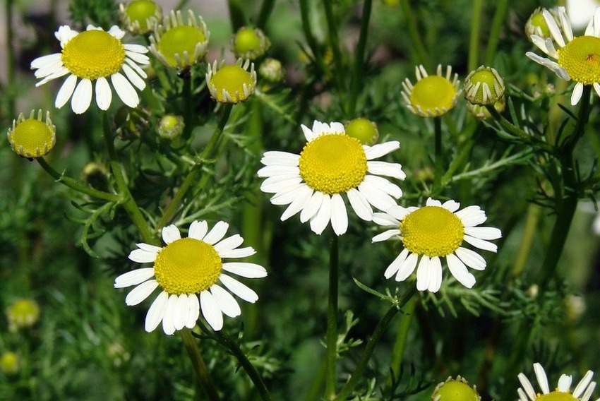Vjesnik proljeća: Pravo je vrijeme za uživanje u ljepoti i ljekovitosti tratinčica
