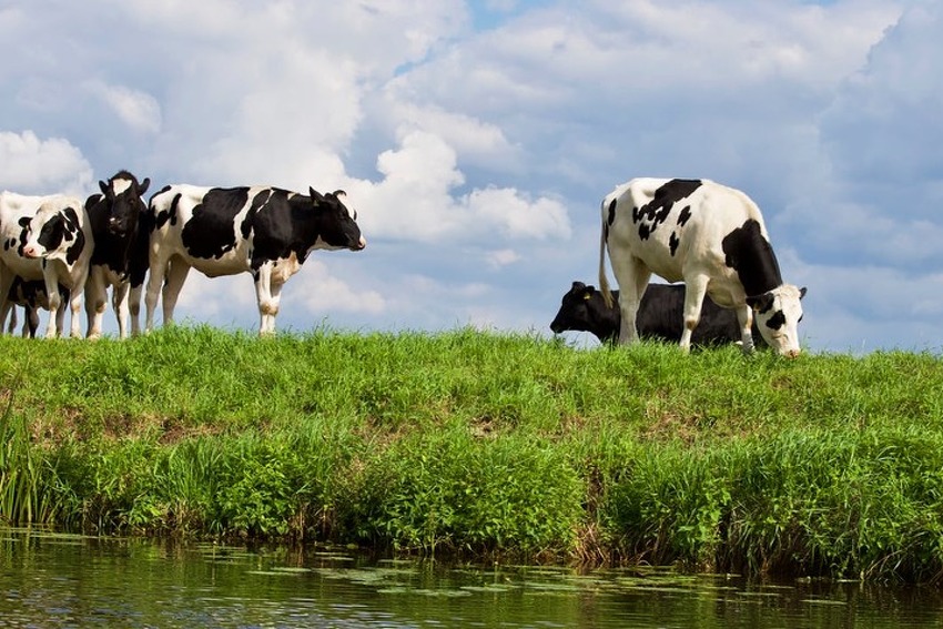  Turska će "protjerati" holandske krave zbog diplomatske krize B_170315100