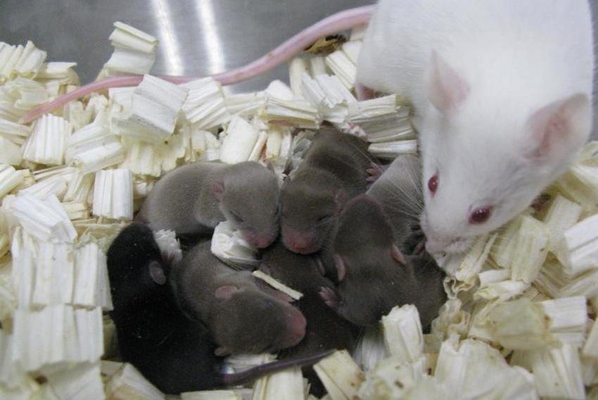 Miševi sa majkom (Foto: PNAS)