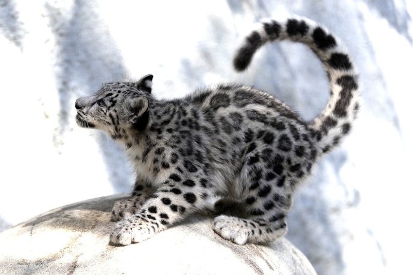 Snježni leopard (Foto: EPA-EFE)
