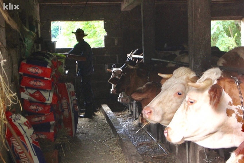 Bh. stočari zbog manjka hrane primorani smanjivati broj grla i zatvarati farme