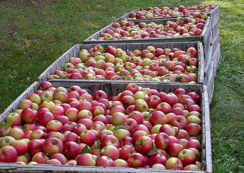 Nastavak izvoza jabuka u Rusiju upitan, RS blokira proces rješavanja spora