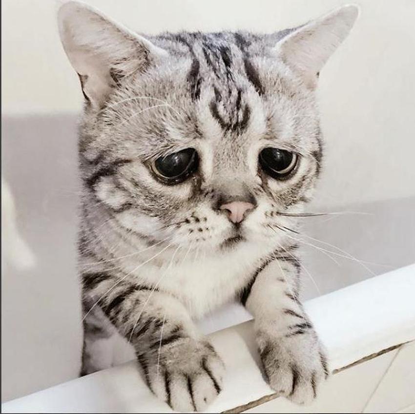 "Tužna" mačka Moody Luhu, Foto: Instagram
