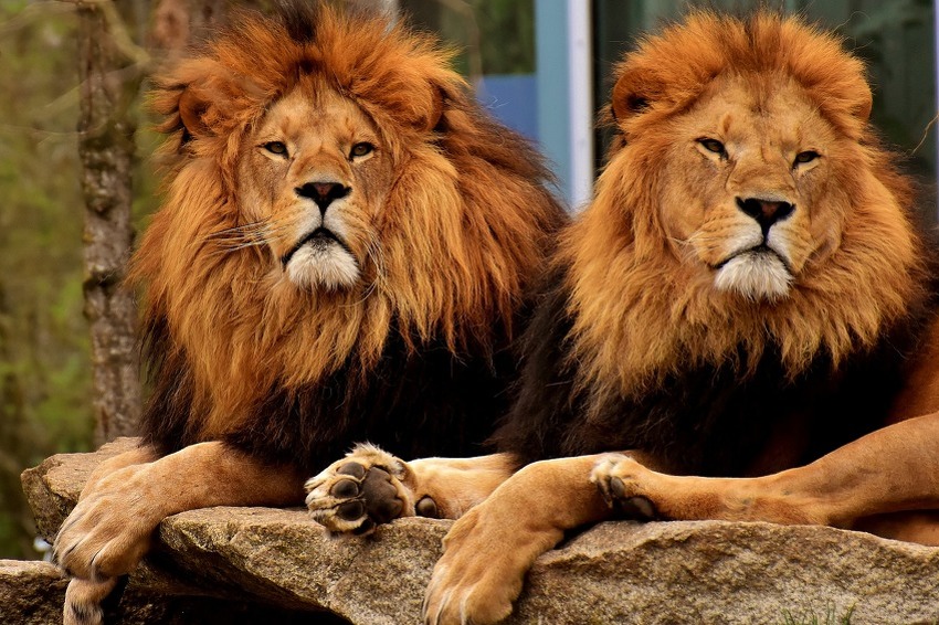 Lavovi, tigrovi i jaguar pobjegli iz zoološkog vrta u Njemačkoj