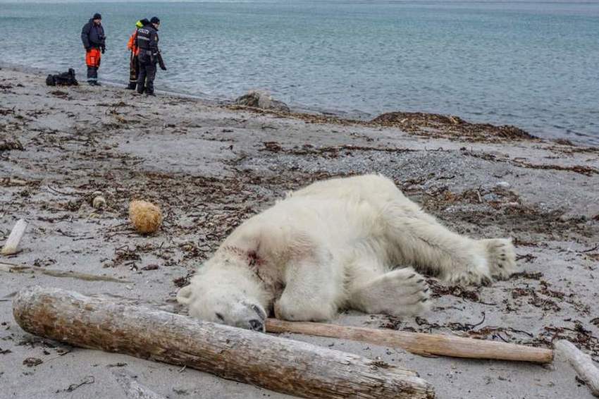 Foto: Governor of Svalbard