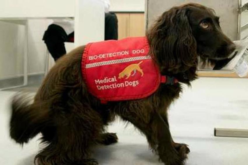 Psi u Velikoj Britaniji prolaze obuku s ciljem da kod ljudi otkriju rak crijeva