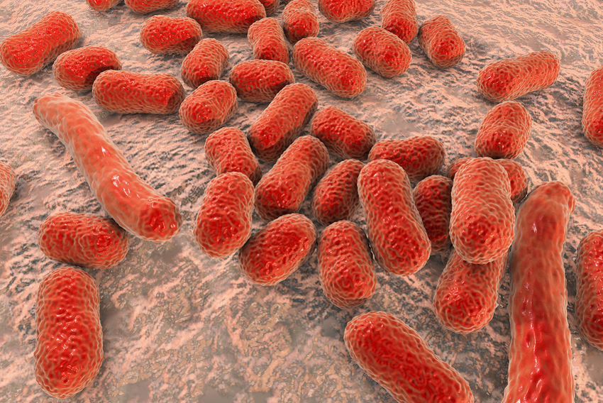 U Indiji otkriveni prvi sluÄajevi zaraze opasnom bakterijom koja izaziva sljepilo i meningitis
