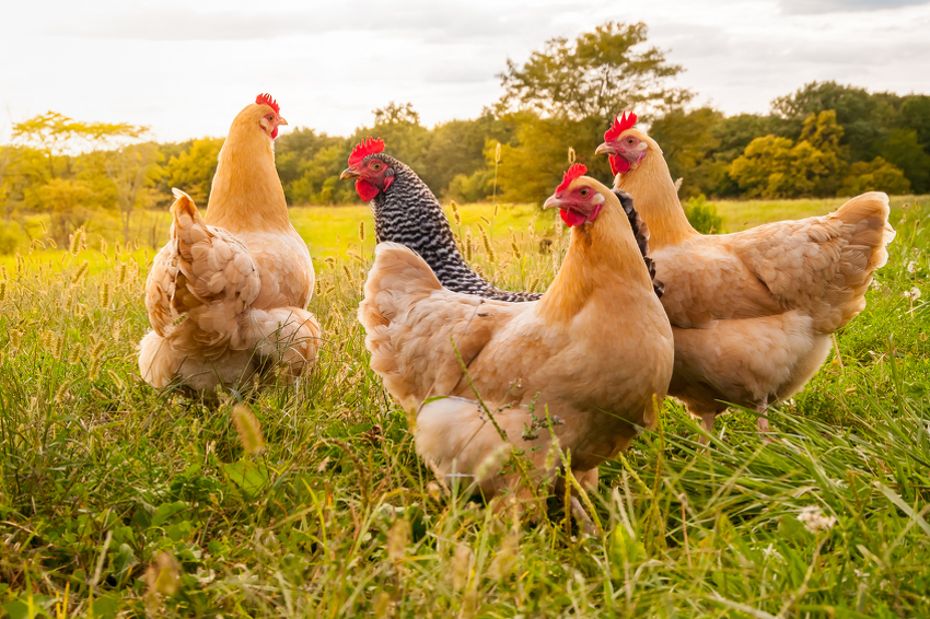 Genetski modificirane kokoške polažu jaja s proteinima za proizvodnju lijeka protiv raka
