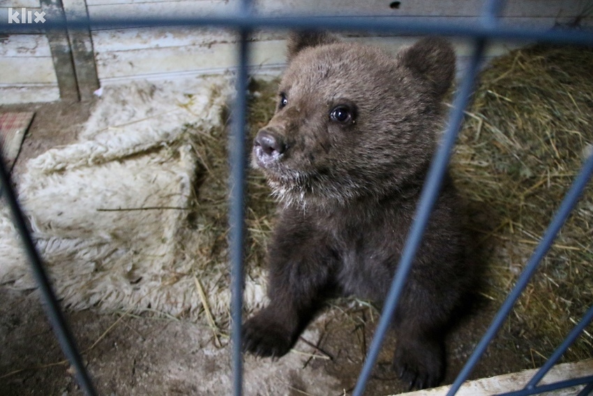 Medvjedica Aida uživa u svakodnevnoj igri u svom novom domu