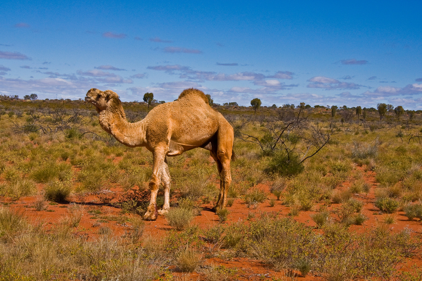 Više od 10.000 kamila bit će ubijeno u Australiji jer piju previše vode