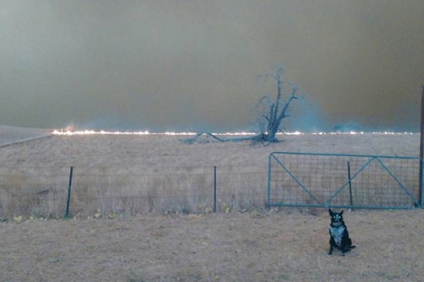 Pas spasio stado ovaca od požara u Australiji