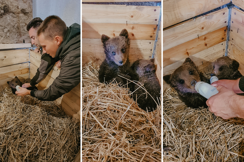 Bingov zoološki vrt u Tuzli postao je novi dom medvjedićima iz Kreševa