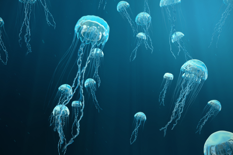 Umjesto bakalara služit će se meduze (Ilustracija: Shutterstock)