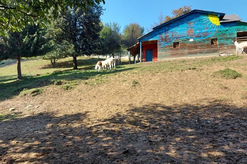 Dolasku zime u Pionirsku dolinu raduju se vukovi, lisice, bizon Ivan...