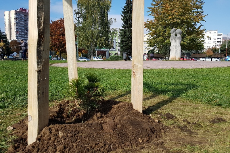 U Sarajevu zasađeno "Drvo prijateljstva" (Foto: Evropski fond za Balkan)