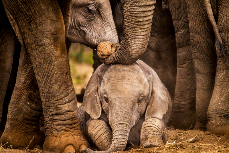 "Baby boom" među slonovima (Ilustracija: Shutterstock)