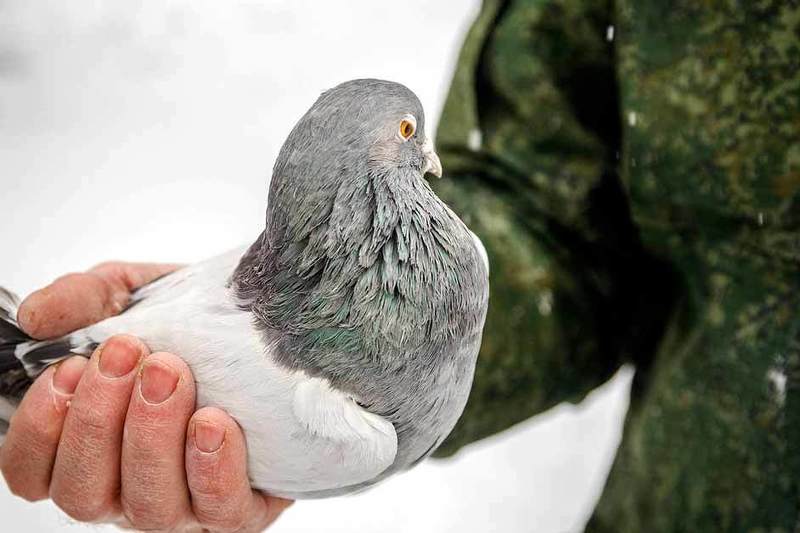 Poruka postala dio stalne postavke muzeja u Orbeyu