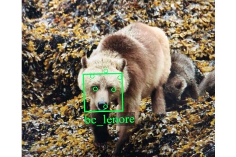 Softverom BearID se žele zaštiti medvjedi (Foto: BearID)