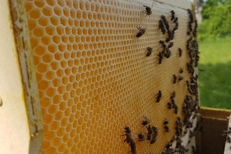 Hrana važna za zaštitu pčela od parazita