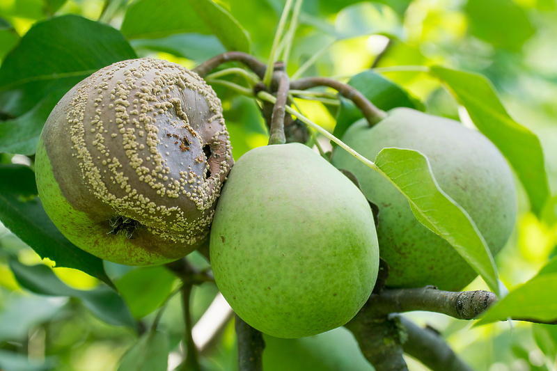 Monilia fructigena je bakteriozna bolest koja napada kruške i jabuke, Ilustracija: Shutterstock