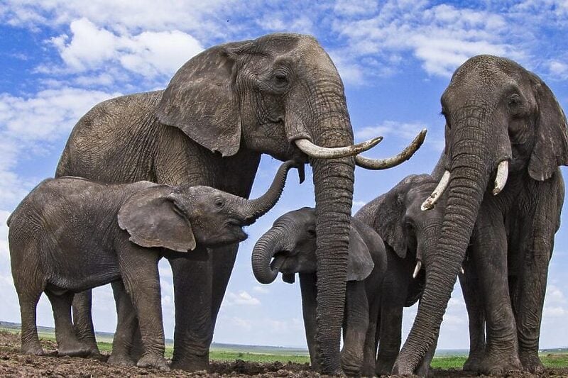 Na samo jednom brodu pronađen je genetski materijal 17 različitih vrsta slonova