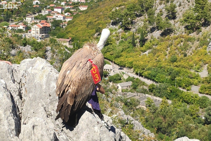 Nakon višemjesečnog oporavka u Blagaju uginuo bjeloglavi sup Luka - Klix.ba